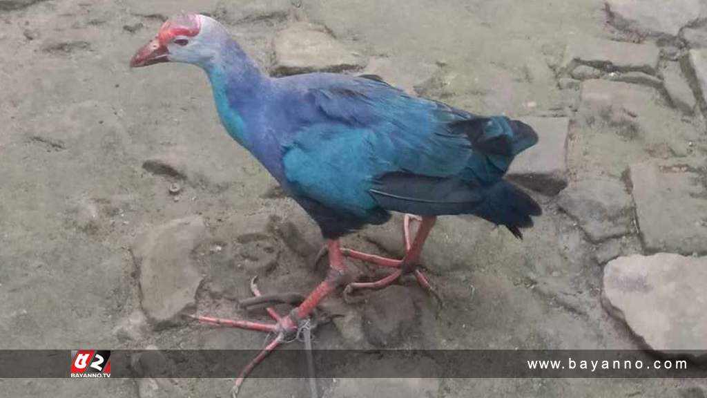 শিকারির ফাঁদে বিলুপ্ত প্রজাতির ওয়েস্টার্ন সোয়াম্পেন