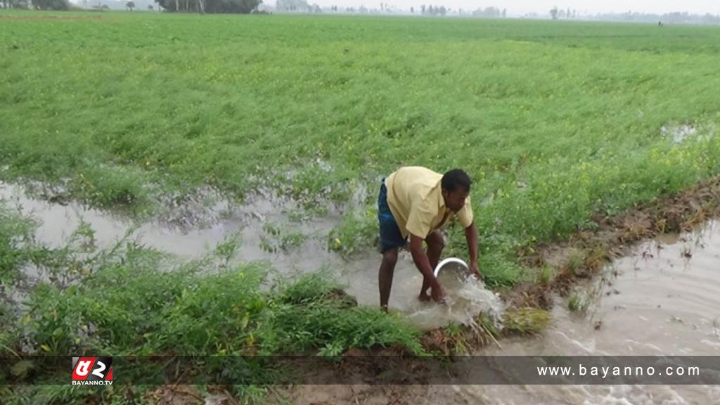 মিগজাউমের  বৃষ্টিতে সরিষার ব্যাপক ক্ষতি