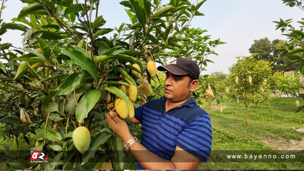 আম রপ্তানিতে আরও একধাপ এগোলো চাঁপাইনবাবগঞ্জ