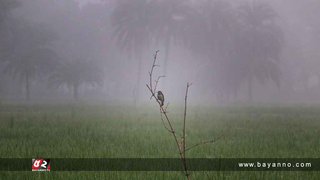 শৈত্যপ্রবাহ চলবে কতদিন, জানালো আবহাওয়া অধিদপ্তর