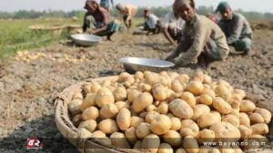 আমদানির খবরে আলুর দাম নেমেছে  ২০ টাকায়