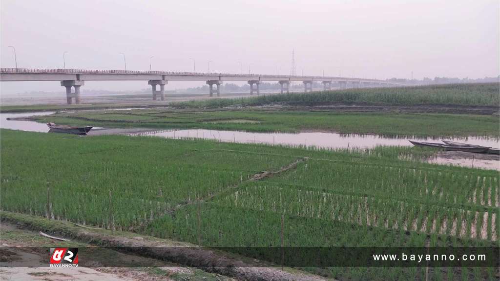 এক সময়ের খরস্রোতা নদীর বুকে এখন ফসলের আবাদ