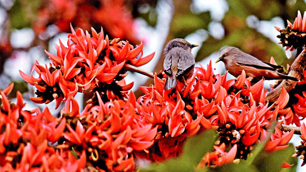 বসন্ত এসেছে, প্রকৃতি খুলেছে দক্ষিণা দুয়ার