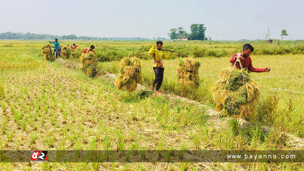 হাওরে ভারী বৃষ্টির পূর্বাভাস, কৃষকদের জরুরি নির্দেশনা