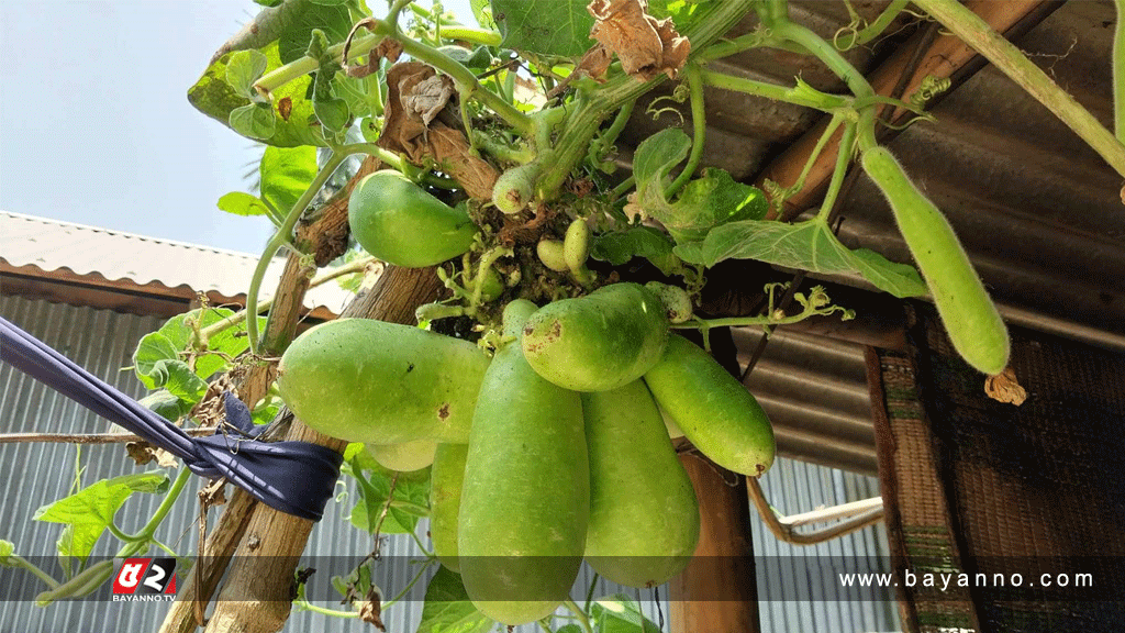 লাউ গাছের এক ডগায় ১৮ টি লাউ!