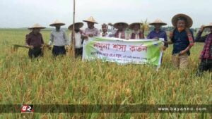 হাওরে বোরো ধান কাটা শুরু