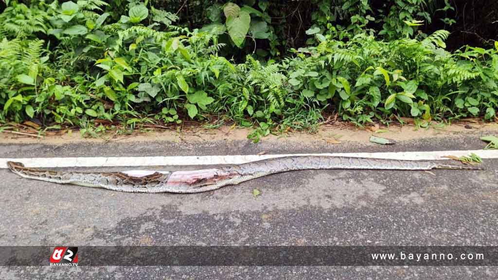 সড়ক দুর্ঘটনায় প্রাণ গেল ১২ ফুট অজগরের