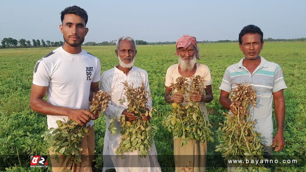 কুশিয়ারা নদীর তীরবর্তী এলাকায় বাদাম চাষ বাম্পার ফলনের প্রত্যাশা