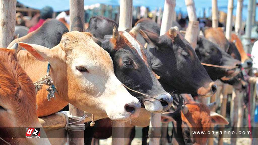 কোরবানির জন্য প্রস্তুত এক কোটি ৩০ লাখ গবাদি পশু