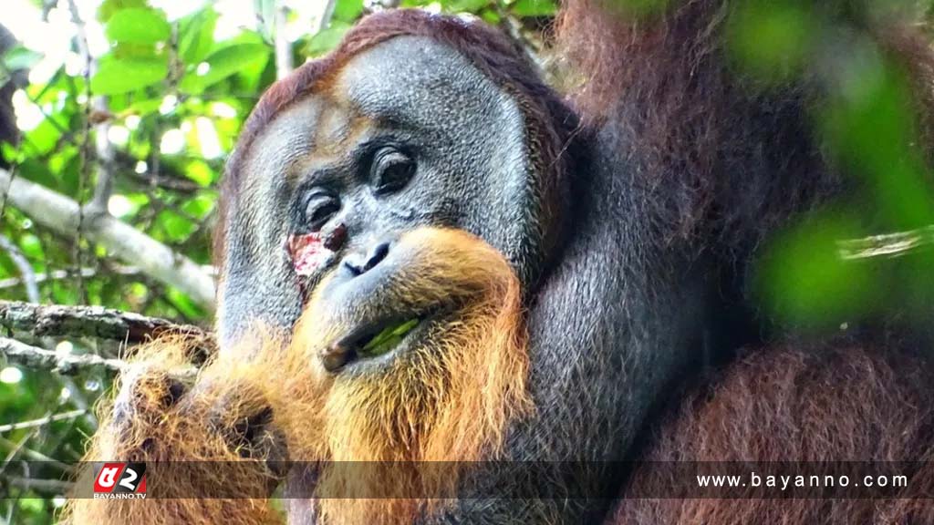 নিজের চিকিৎসা নিজে করে সুস্থ হলো ওরাং ওটাং