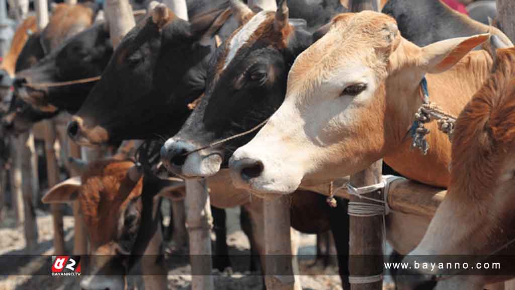 আফতাব নগরে বসানো যাবে না পশুর হাট: হাইকোর্ট