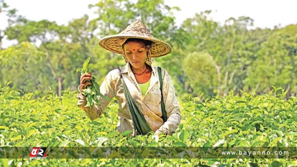 ঐতিহাসিক চা শ্রমিক দিবস আজ