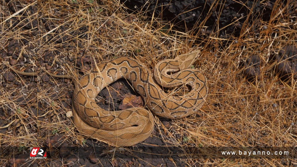 প্রাণঘাতী রাসেলস ভাইপার আতঙ্কে ধানকাটা বন্ধ