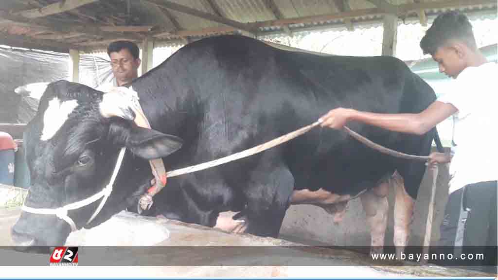 এবার গাবতলীর কোরবানির পশুর হাট কাঁপাবে ‘জায়েদ খান’