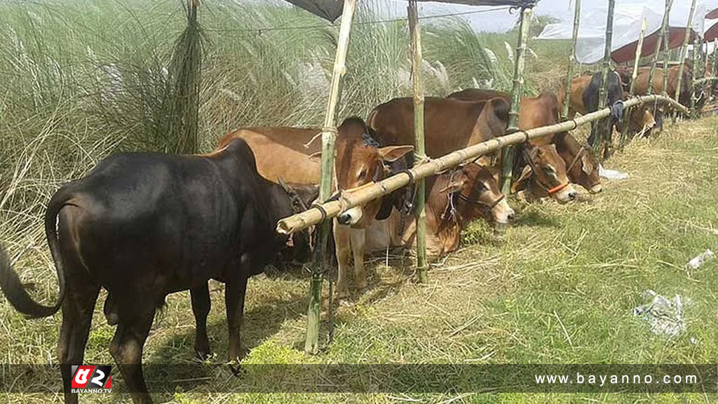 আফতাবনগর পশুর হাটের পুনরায় ইজারা বিজ্ঞপ্তি